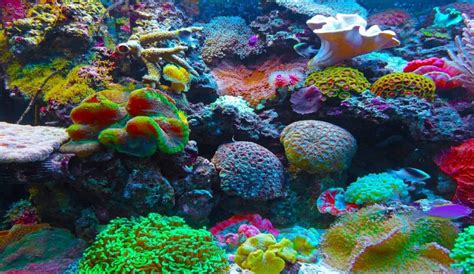 Choosing the best food for your fish and coral: What is the .